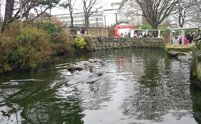 Edinburgh Zoo - Sea Lion pool