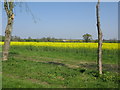 Farmland near Chedglow