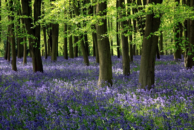 Bluebells, Badbury Clump © Rob Noble cc-by-sa/2.0 :: Geograph Britain ...