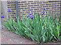 Bearded Irises at Kiln Court