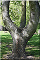 Trees at a recreation area at Coldstream