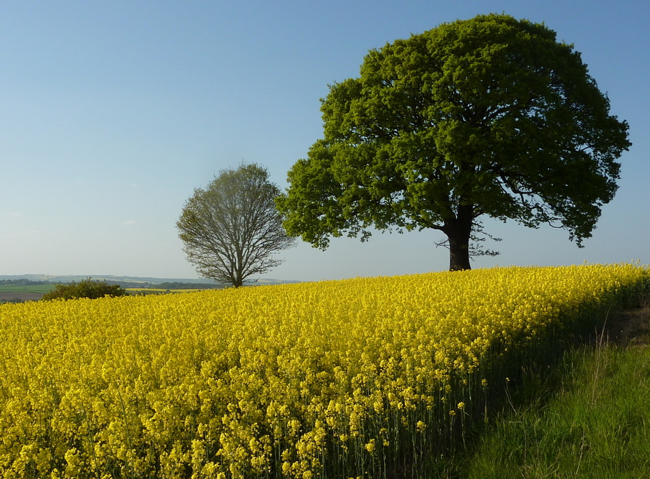 Field And Trees Below Palterton © Andrew Hill :: Geograph Britain And 