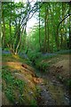 Stream in Welsh Wood