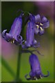 Welsh Wood Bluebell