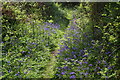 Bridlepath lined with bluebells