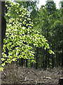 NJ3559 : Beech Leaves by Anne Burgess