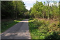 Road through Lea Bailey Inclosure