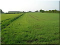 Farmland off Intake Lane, Dunnington