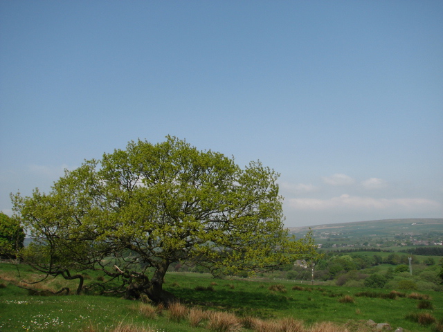 View of tree on Witton Weavers Way
