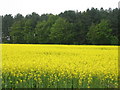 Farmland and Grimston Wood