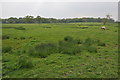 Farmland beside Grafton Wood