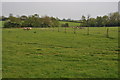 Sheep near Cockshot Farm