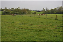 SO9856 : Sheep near Cockshot Farm by Philip Halling