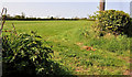 J3066 : Hedge and field, Drumbeg by Albert Bridge