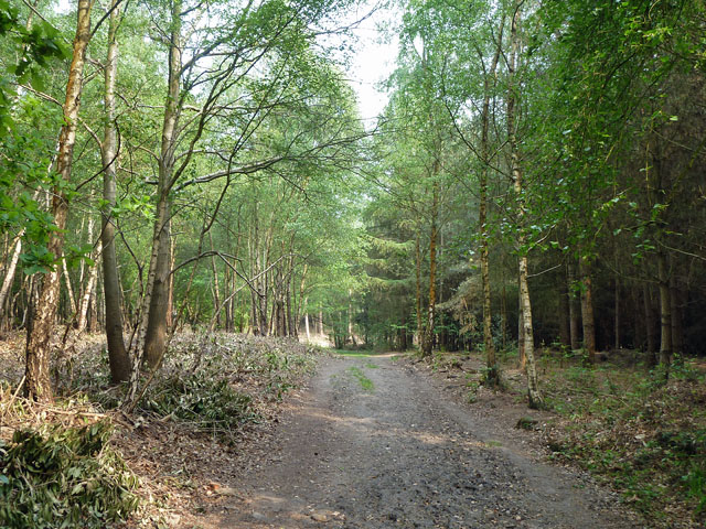 Track, Hargate Forest © Robin Webster :: Geograph Britain and Ireland