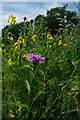 Summer Flowers in Horndon Meadow