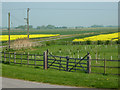 Blankney Fen