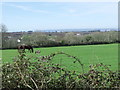 SW5431 : Field of horses, St. Hilary, Cornwall by nick macneill