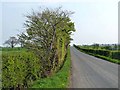 Country road near Kirkandrews Moat