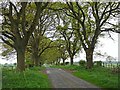 Avenue of trees near Wellknowe Rigg Farm