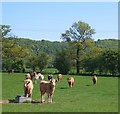 Cattle on camera