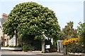 Horse chestnut tree at Morrab Gardens