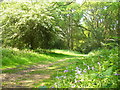 Path on Holmwood Common