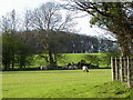 Sheep grazing near Middleton Tyas