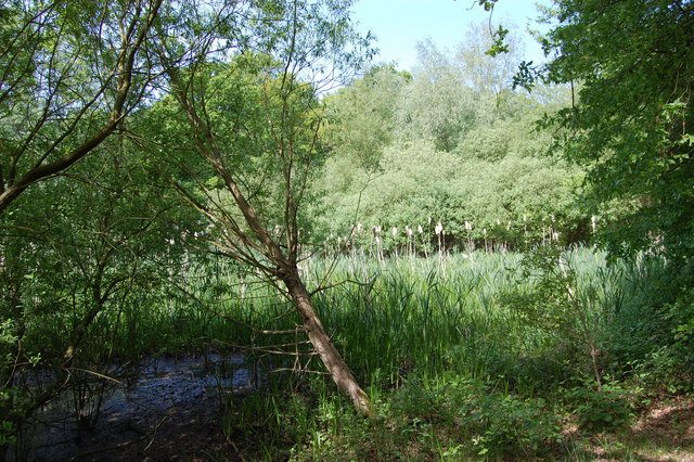 Swamp area © John Myers cc-by-sa/2.0 :: Geograph Britain and Ireland