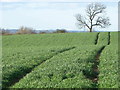 Arable field near Newton Morrell