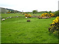 Fields and gorse off Slievenisky Road