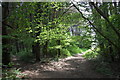 Woods near Darvell Down