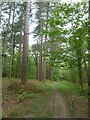 Tall trees in Botley Wood