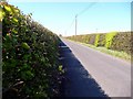 Beech  hedges on Bents Road