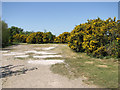 Track through Walberswick Common