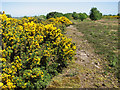 TM4875 : Flowering gorse by the Southwold railway cutting, Walberswick Common by Evelyn Simak