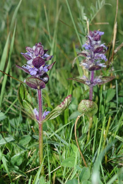 Bugle in a Finshade Meadow © Glyn Baker cc-by-sa/2.0 :: Geograph ...