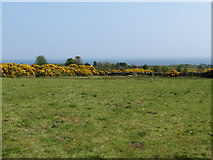 J3622 : Pastureland and gorse east of the Quarter Road by Eric Jones