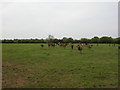 Middlemarsh, cattle grazing