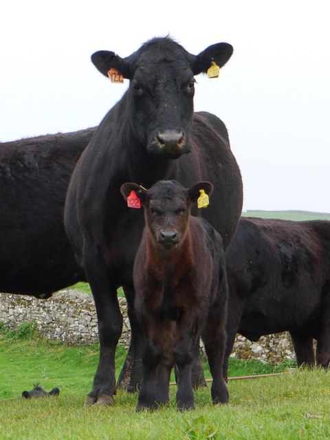 Cow and calf above Alnham