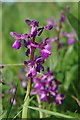 Green Winged Orchid in Horndon Meadow