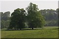 SK9439 : Horse chestnut trees, Belton Park by Simon Mortimer