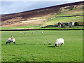 Swaledale sheep, Marrick