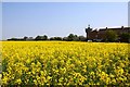 Field of rape by Berinsfield