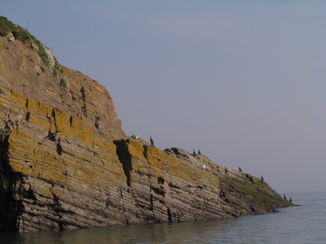 Cormorants on Cardigan Island