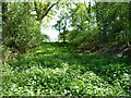 Dry moat at Moat Plantation