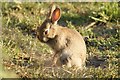 Pensive Hare