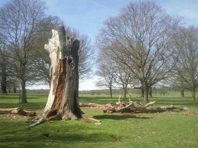 Dead trees in Richmond Park