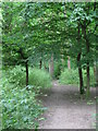 Path in the wood south of Stone Park  Avenue, BR3