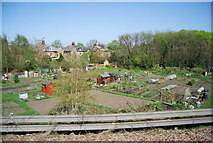 TQ3669 : Allotments by the railway line by N Chadwick